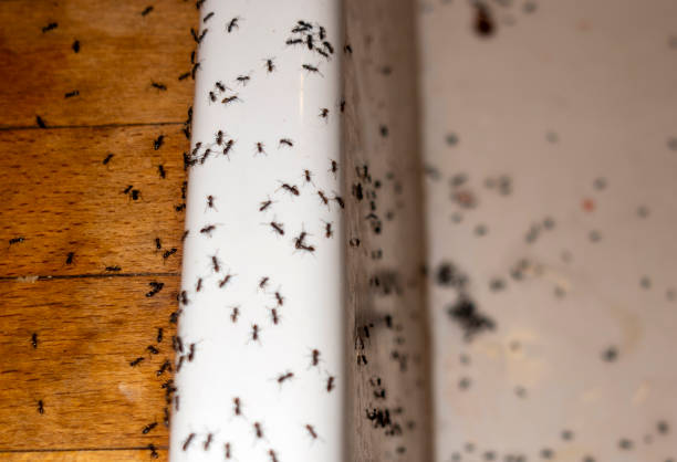 Best Pest Prevention Services  in Hauppauge, NY