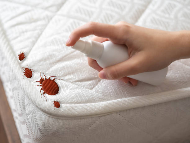 Best Pest Removal Services  in Hauppauge, NY