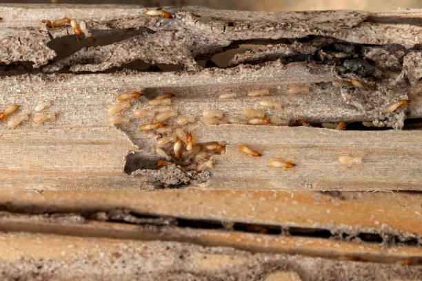 Best Commercial Pest Control Services  in Hauppauge, NY